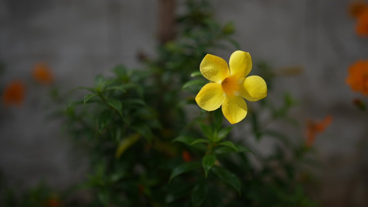 Nature's Cluster Gallery