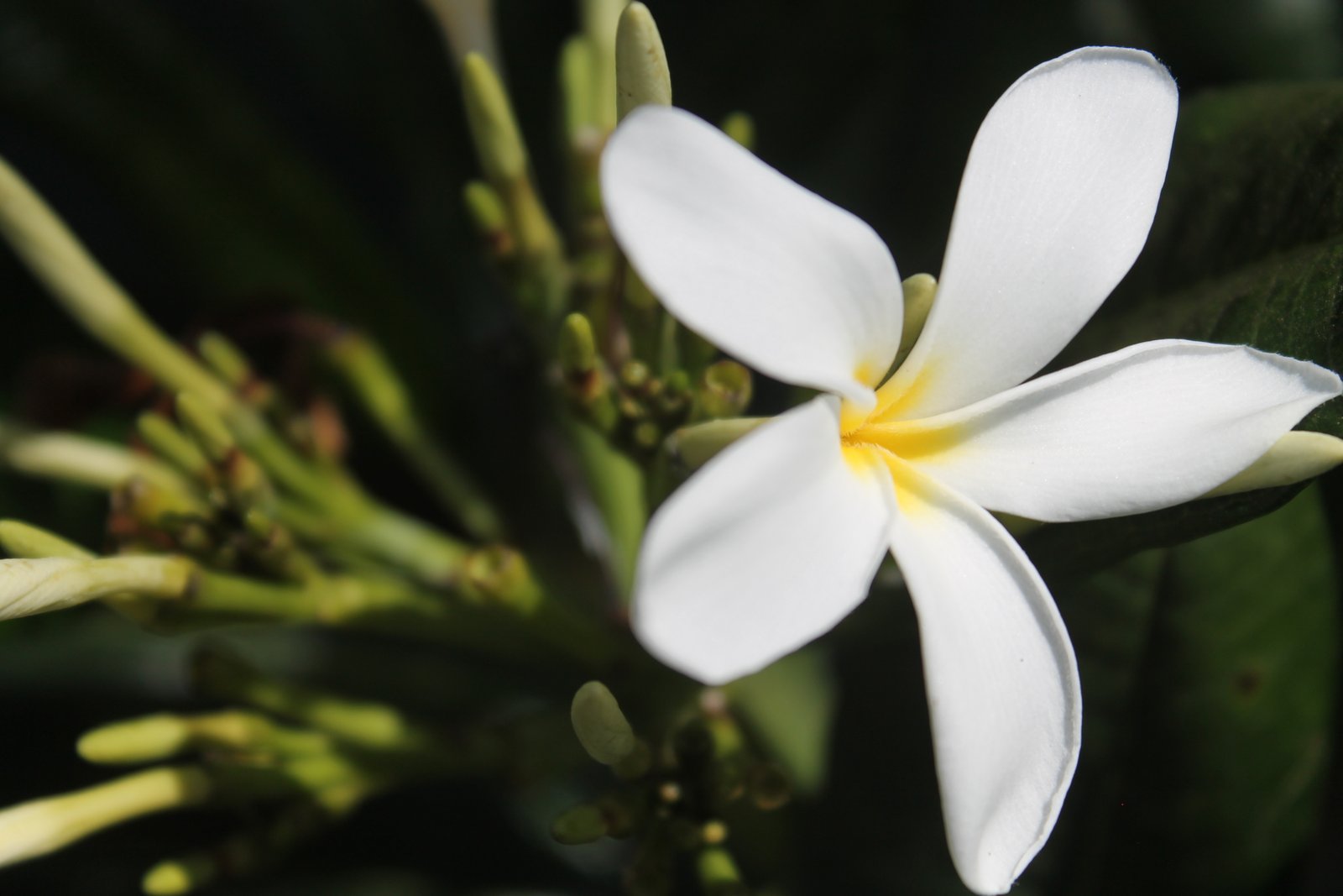 Nature's Cluster Gallery